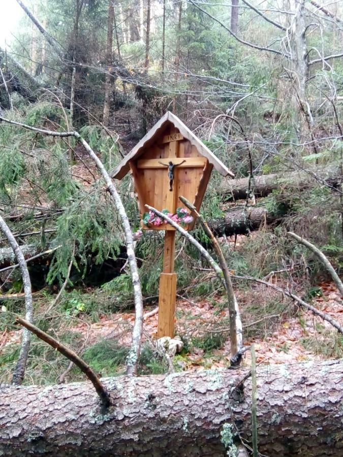B&B Il Tulipano San Pietro di Cadore Eksteriør bilde