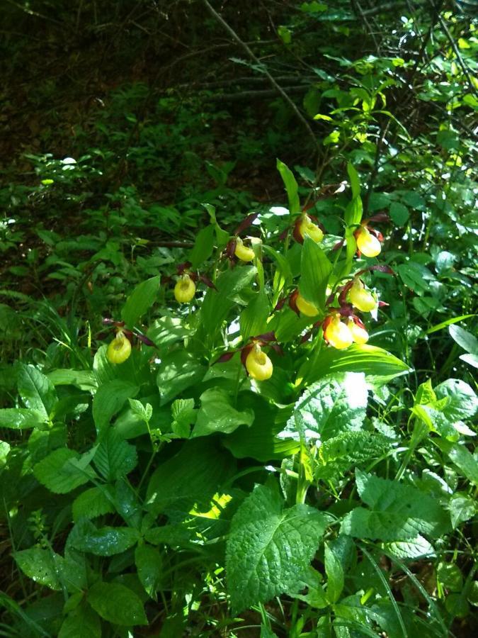 B&B Il Tulipano San Pietro di Cadore Eksteriør bilde