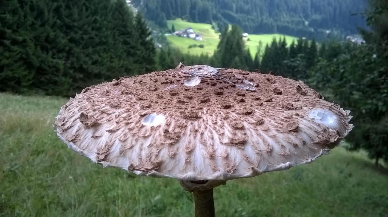 B&B Il Tulipano San Pietro di Cadore Eksteriør bilde